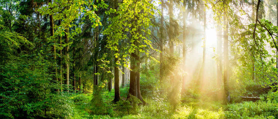 Spring Landscape